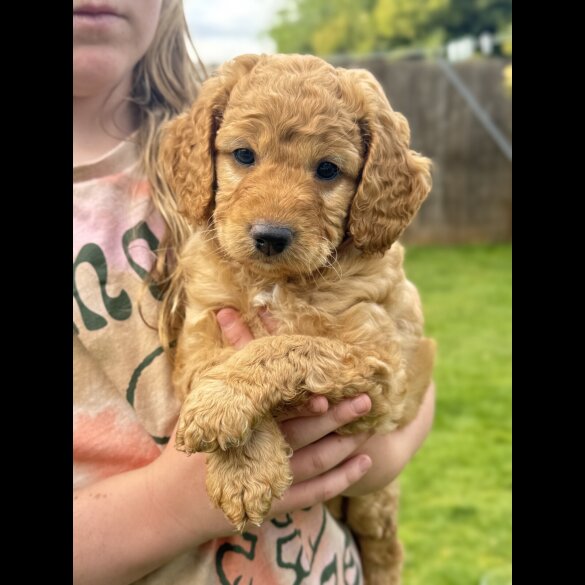Cockapoo - Both