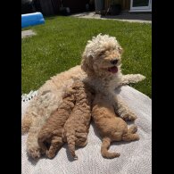 Cockapoo - Both