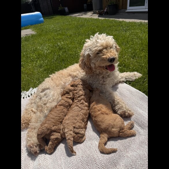 Cockapoo - Both