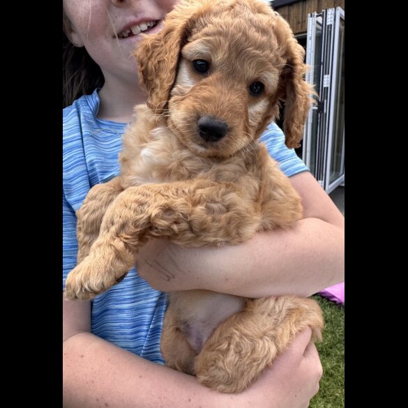 Cockapoo - Both