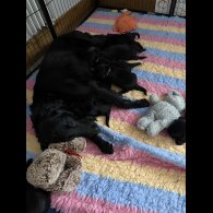 Flat Coated Retriever - Both