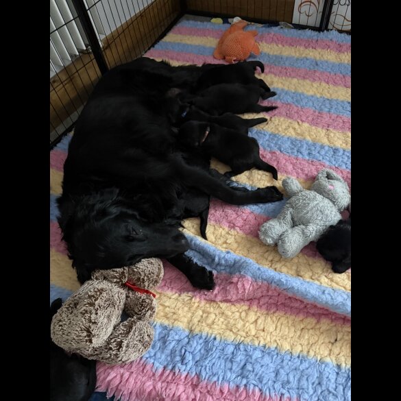 Flat Coated Retriever - Both
