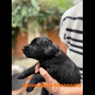 Flat Coated Retriever - Both