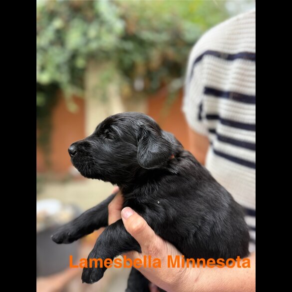 Flat Coated Retriever - Both