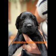 Flat Coated Retriever - Both