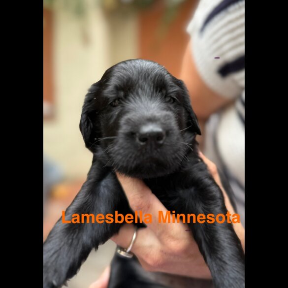 Flat Coated Retriever - Both