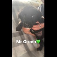Mixed Breed - Both