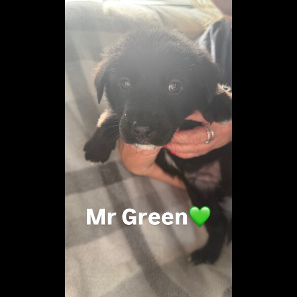 Mixed Breed - Both