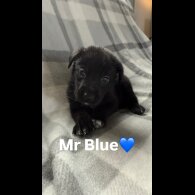 Mixed Breed - Both