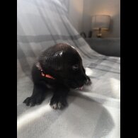 Mixed Breed - Both