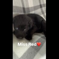 Mixed Breed - Both