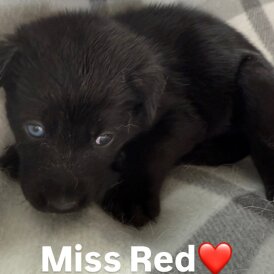 Mixed Breed - Both