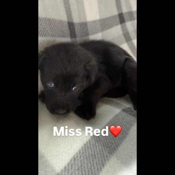Mixed Breed - Both