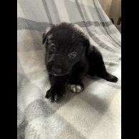 Mixed Breed - Both
