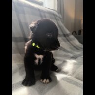 Mixed Breed - Both