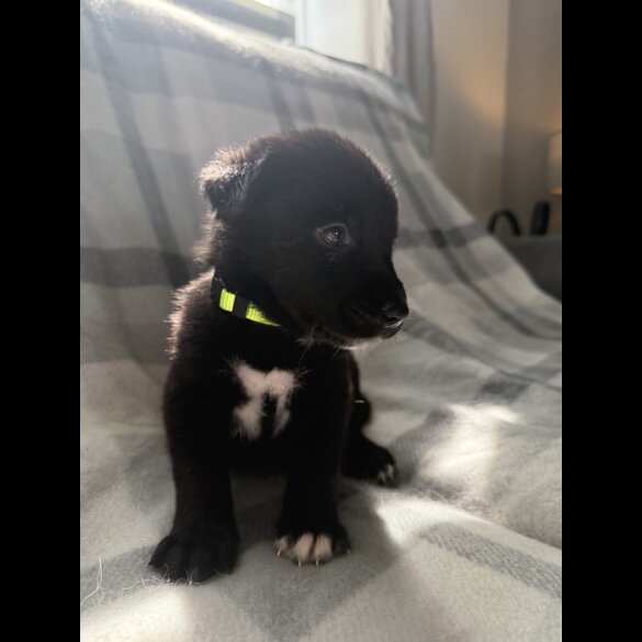 Mixed Breed - Both
