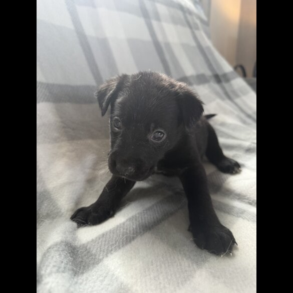 Mixed Breed - Both