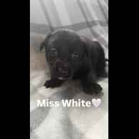 Mixed Breed - Both