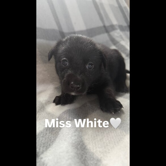 Mixed Breed - Both