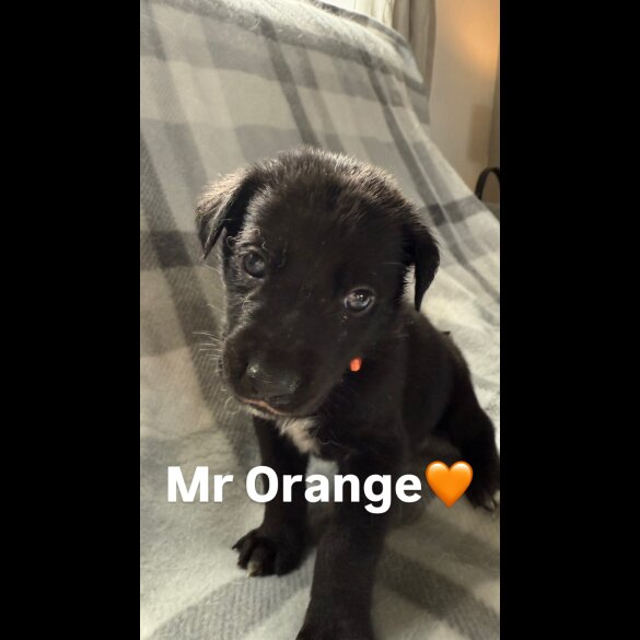 Mixed Breed - Both