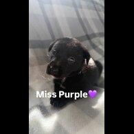 Mixed Breed - Both