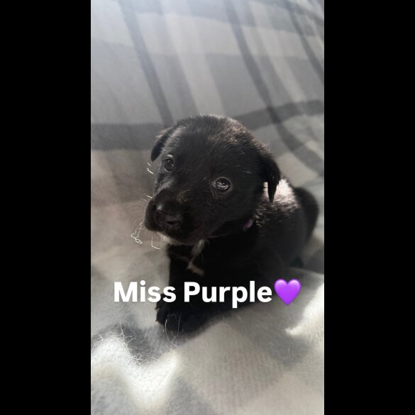 Mixed Breed - Both