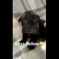 Mixed Breed - Both