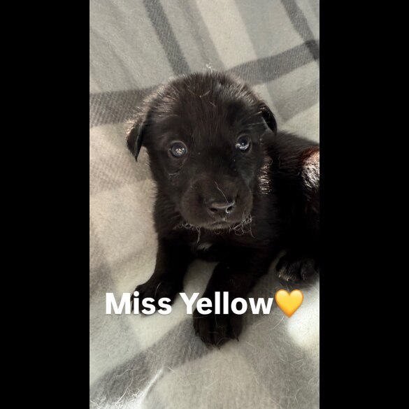 Mixed Breed - Both