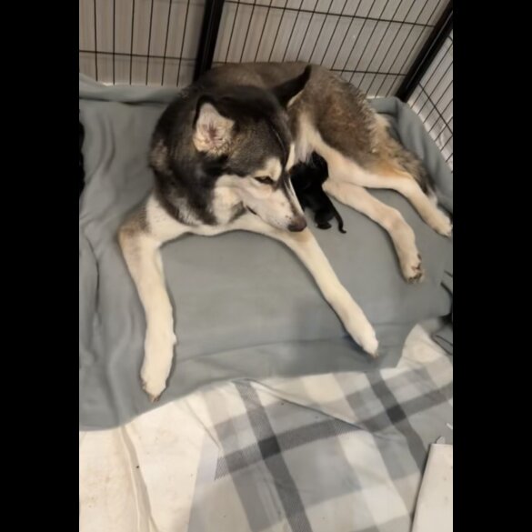 Mixed Breed - Both
