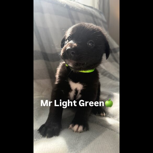 Mixed Breed - Both