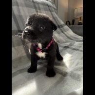 Mixed Breed - Both
