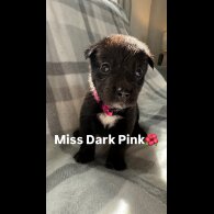 Mixed Breed - Both