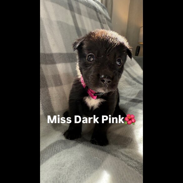 Mixed Breed - Both