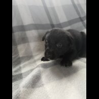 Mixed Breed - Both