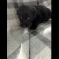 Mixed Breed - Both