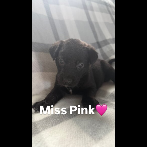 Mixed Breed - Both