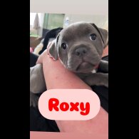 Staffordshire Bull Terrier - Both