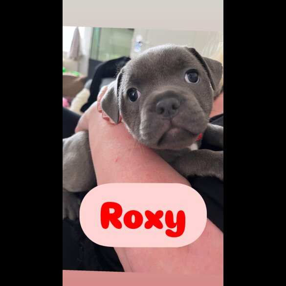 Staffordshire Bull Terrier - Both