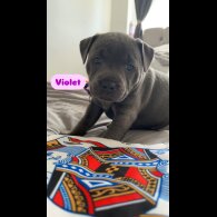 Staffordshire Bull Terrier - Both
