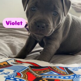 Staffordshire Bull Terrier - Both
