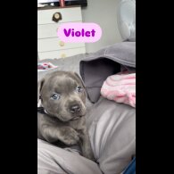 Staffordshire Bull Terrier - Both