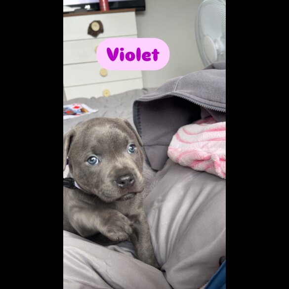 Staffordshire Bull Terrier - Both