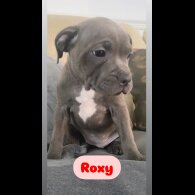 Staffordshire Bull Terrier - Both