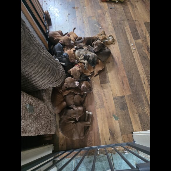 Cane Corso - Both