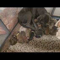 Cane Corso - Both