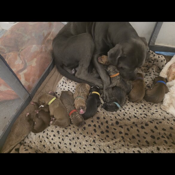 Cane Corso - Both