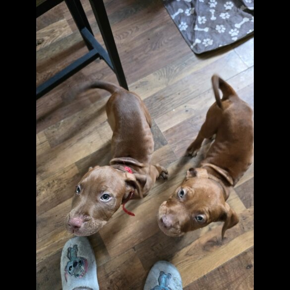 Cane Corso - Both