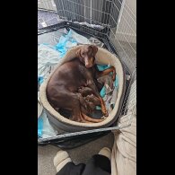 Doberman - Both