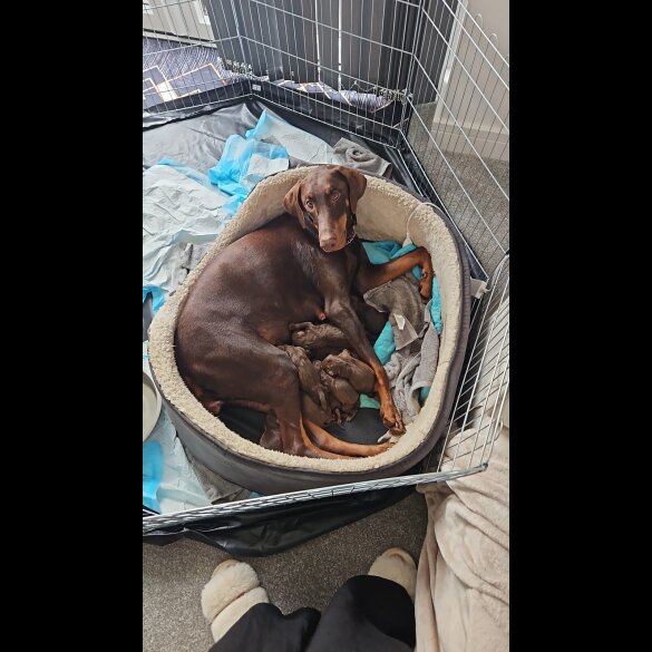 Doberman - Both