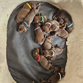 Doberman - Both